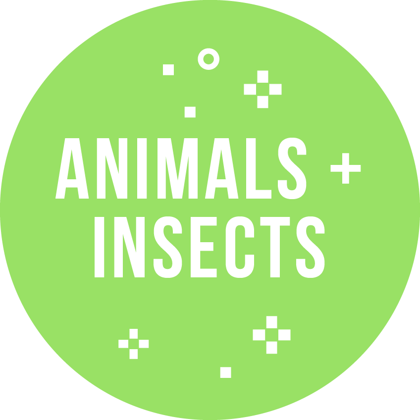 Animals + Insects Gift Wrap