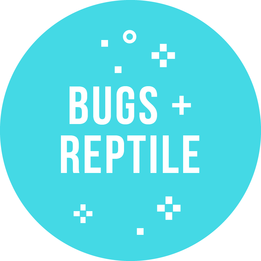 Bugs + Reptiles